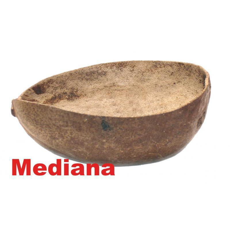 SANT. JICARA Mediana / Calabas Medium (12-16cm)