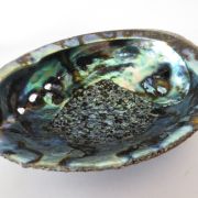 Groene Abalone Schelp Groot 12 -16cm
