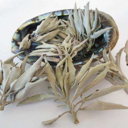 Groene Abalone Schelp Groot 14-15 cm